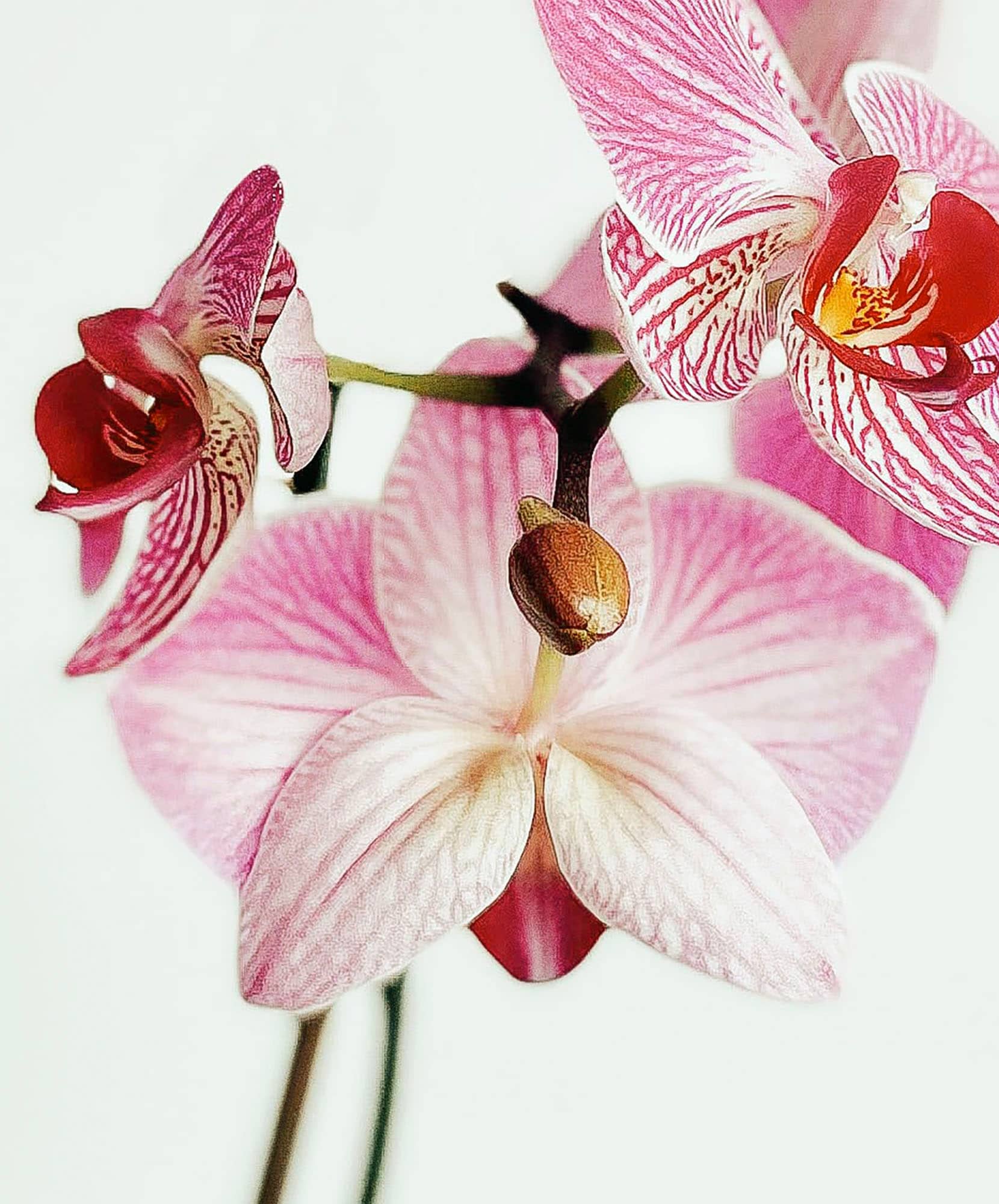 Delicate pink orchids with intricate patterns, showcasing nature's elegance and beauty.