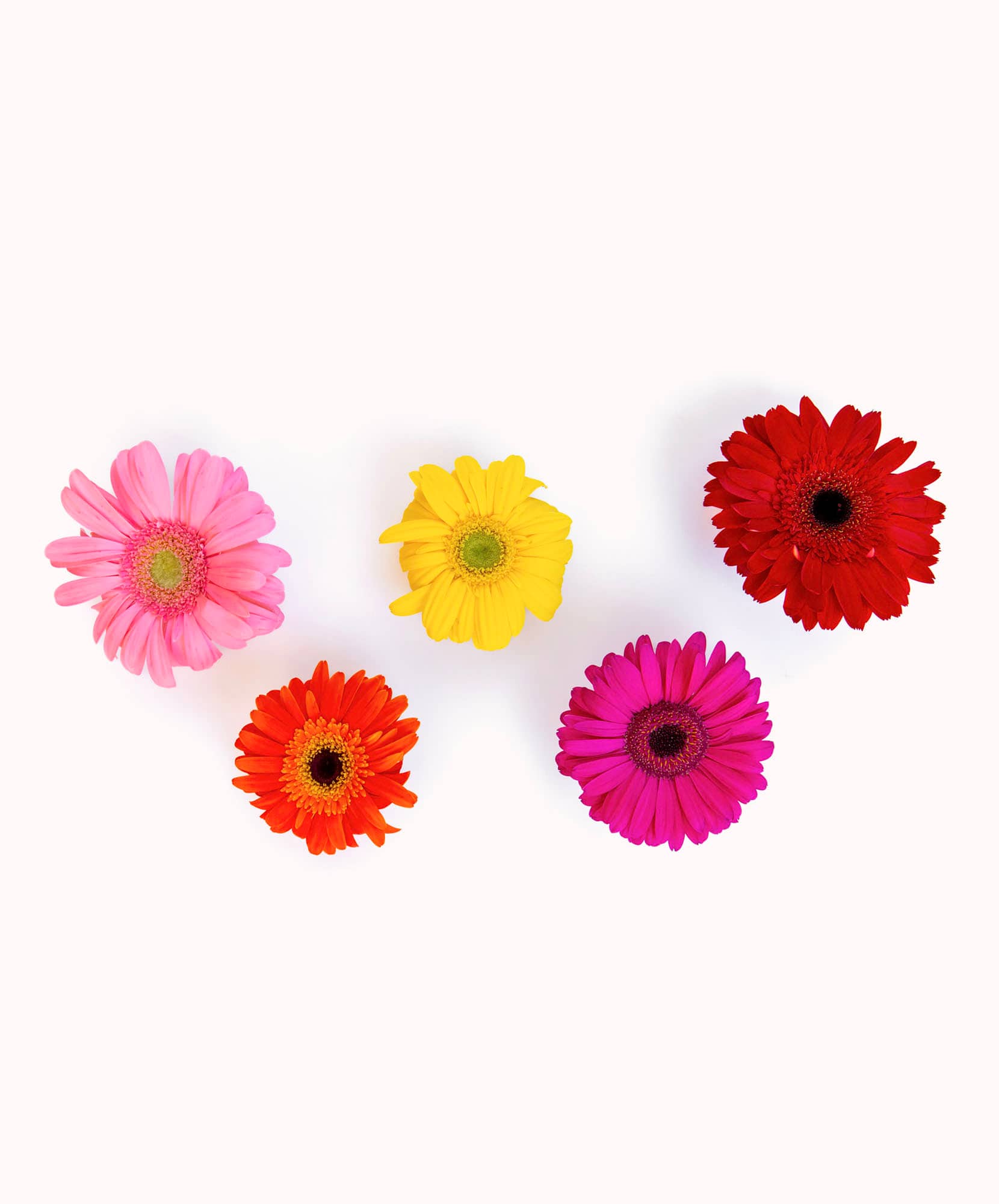 Bright and colorful gerbera daisies in pink, yellow, orange, and red, arranged artfully.