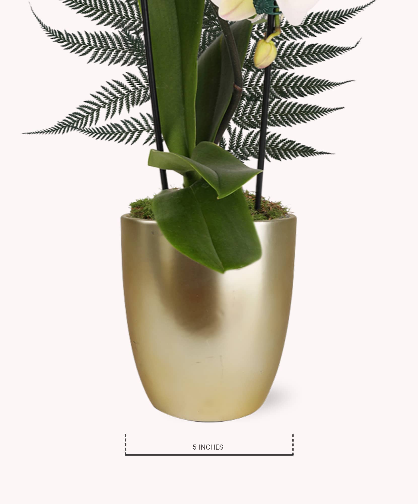 Elegant golden pot featuring lush green plants, perfect for home decor.