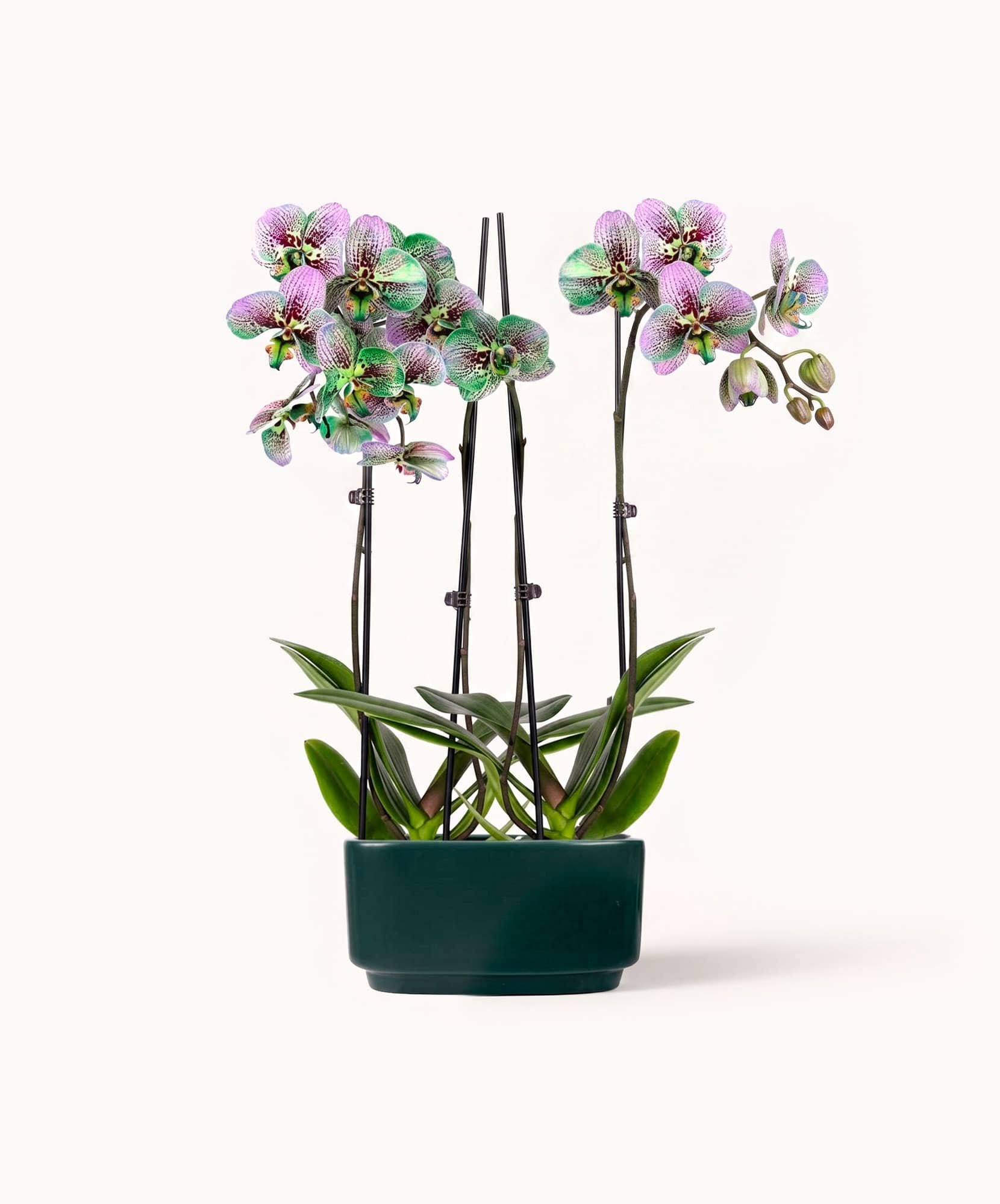 Elegant purple orchids in a stylish green pot, perfect for home decor or gifting.