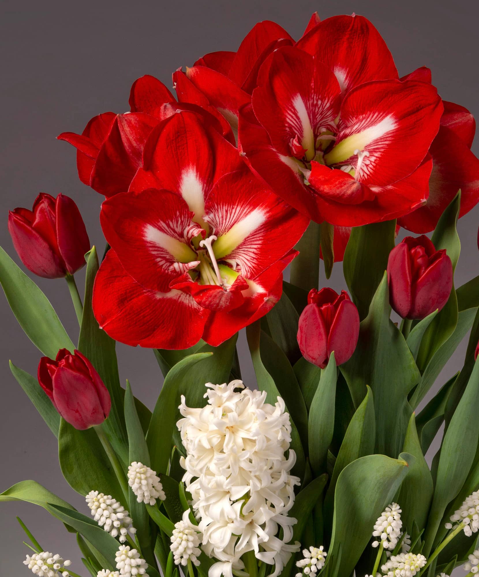 Vibrant red amaryllis and tulips with white hyacinths in a stunning floral arrangement.