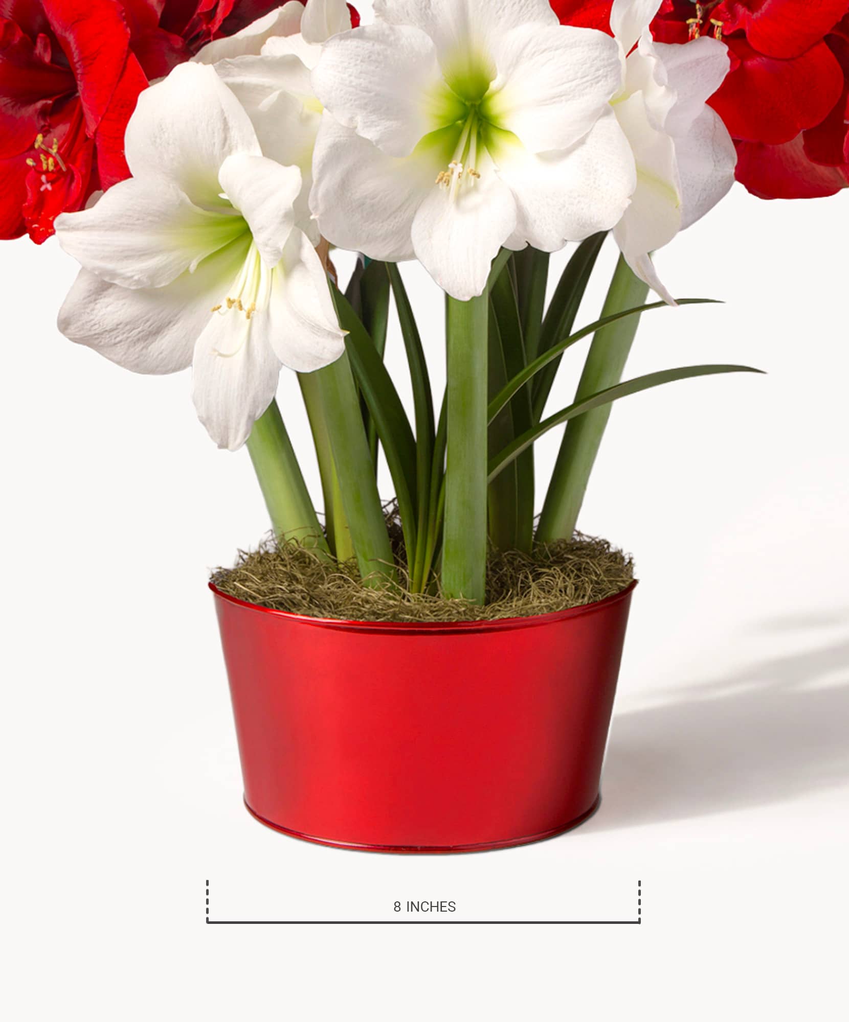 Elegant white amaryllis and vibrant red blooms in a stylish red pot, measuring 8 inches.