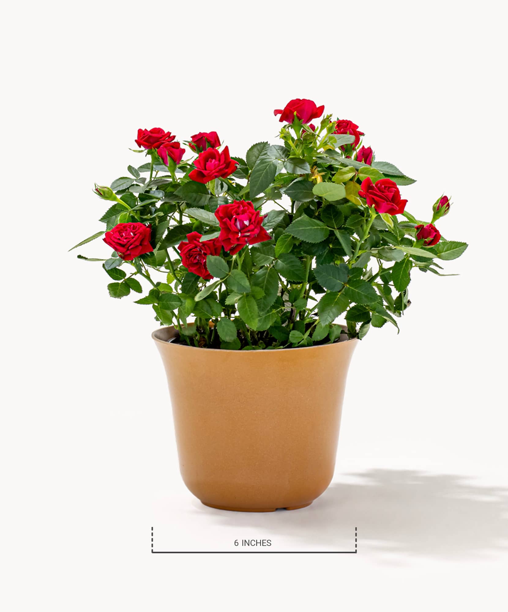 Vibrant red rose bush flourishing in a terracotta pot, ideal for home decor.