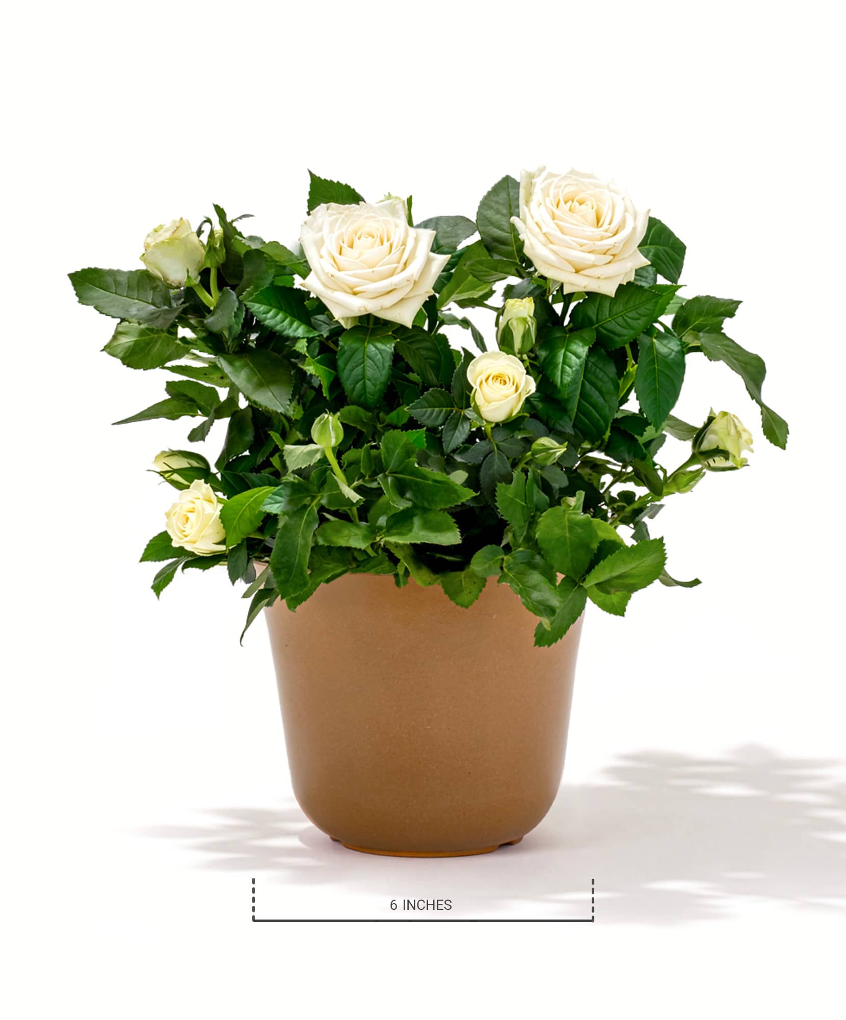 Elegant white rose plant in a tan pot, featuring lush green foliage, perfect for gifts.