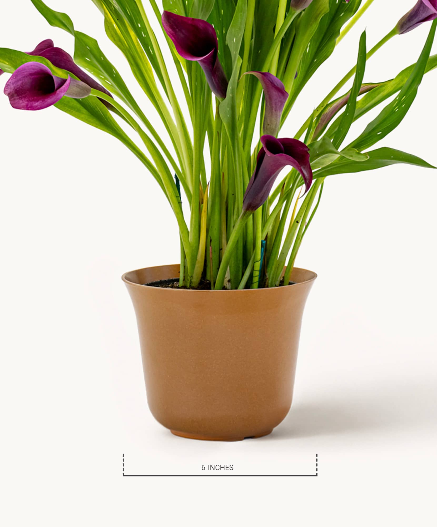 Purple calla lilies flourish in a stylish brown pot, adding elegance to any space.