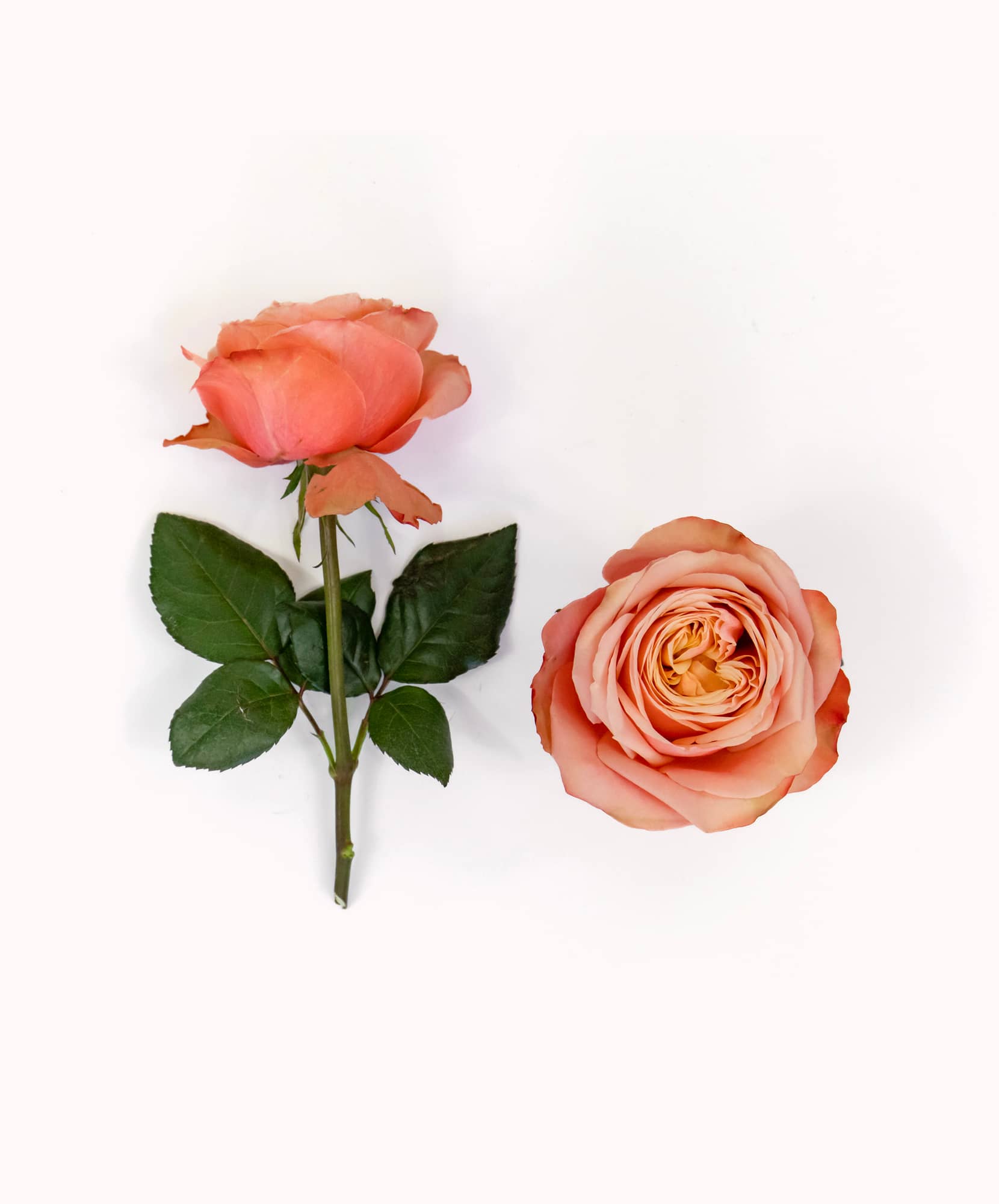 Delicate peach roses with lush green leaves, ideal for garden arrangements or gifts.